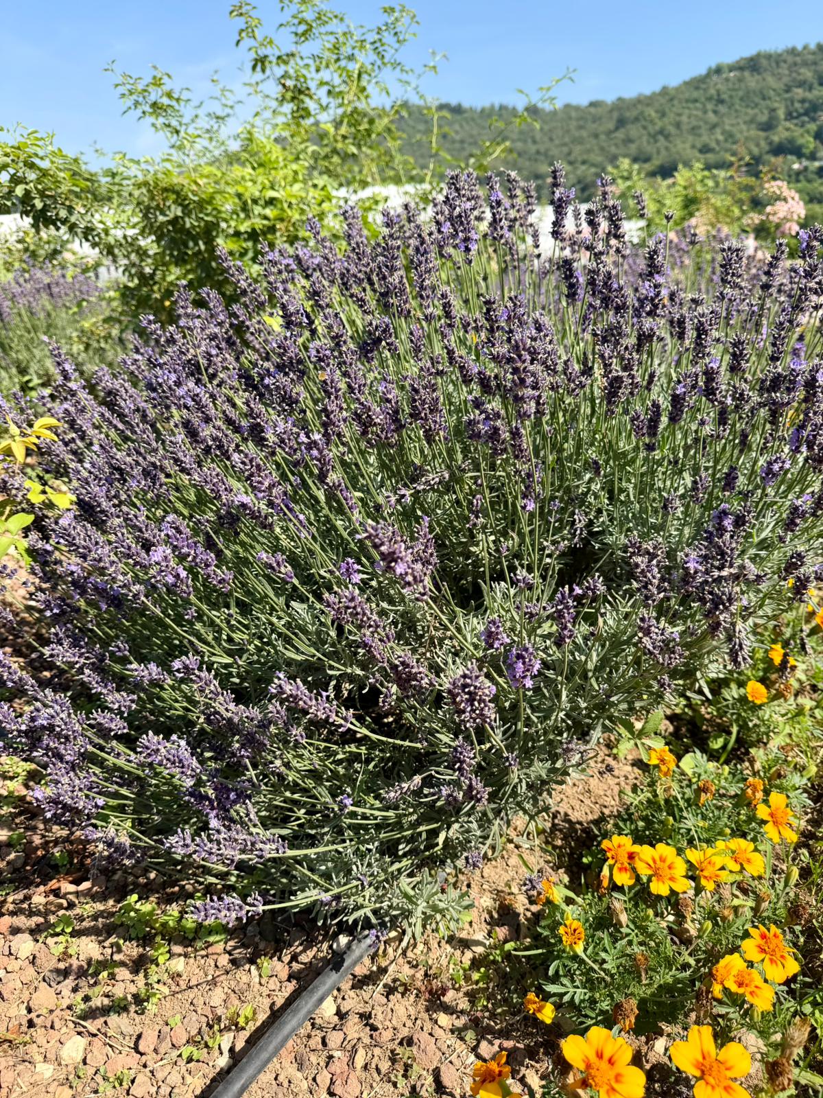 La lavanda in fiore